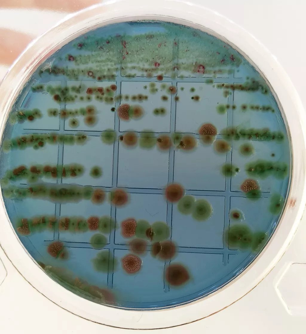 экспресс тест на e.coli в Саратове и Саратовской области 3