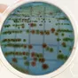 экспресс тест на e.coli в Саратове и Саратовской области 3